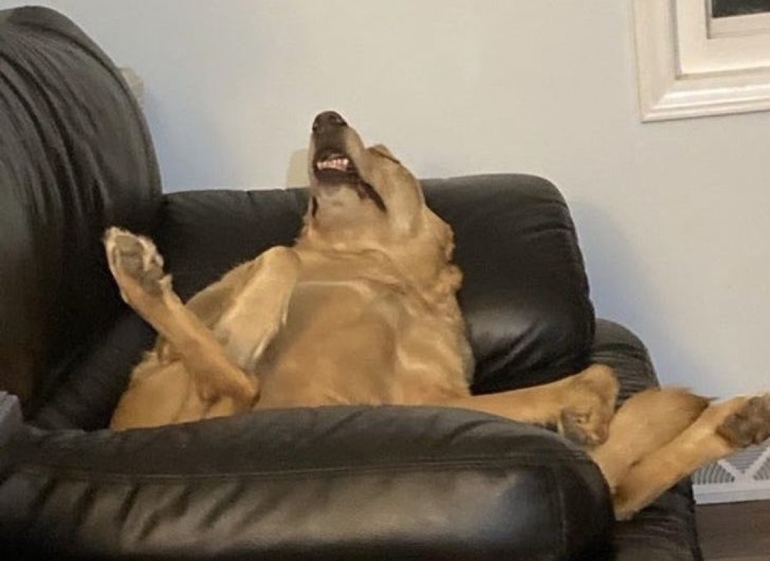 El Guarromántico tweet media