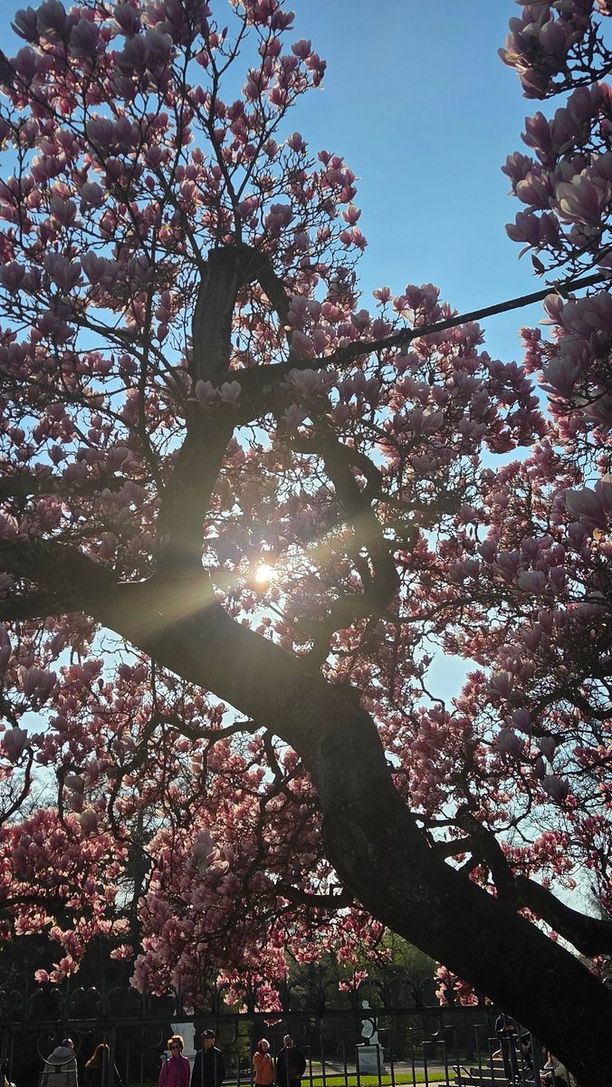 Snowblade tweet media