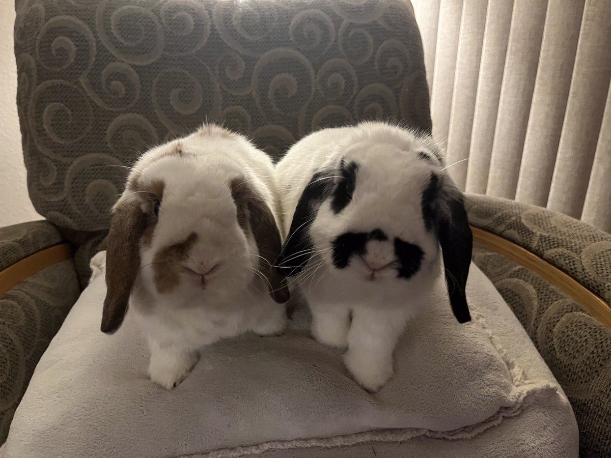 Jack Ruby ⚔️ Bun-geon Master tweet media