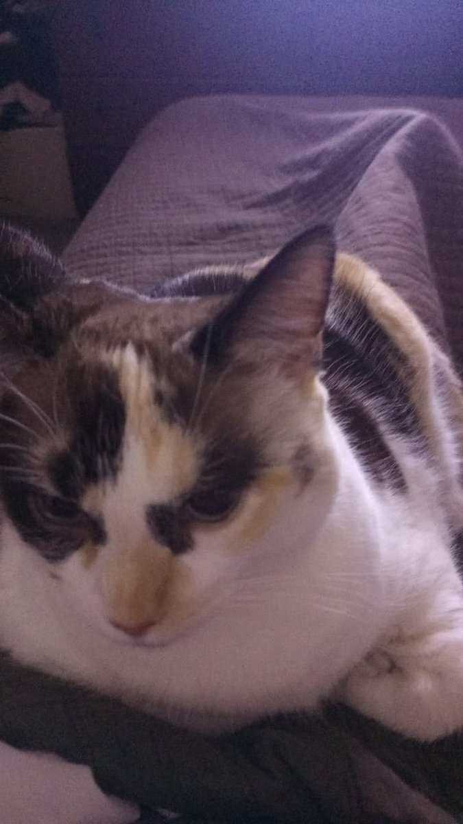 José Pablo Ferdinand V. tweet media