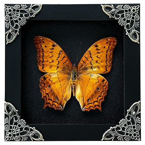 Apollo 🪲☀️ Bugtuber tweet media