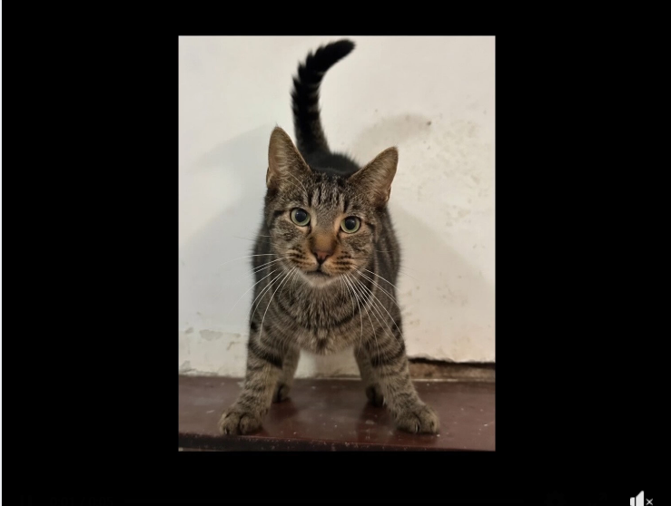 Qua la Zampa tweet media