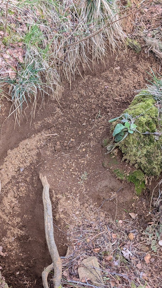 (польська) Баба Срака 🏴 tweet media