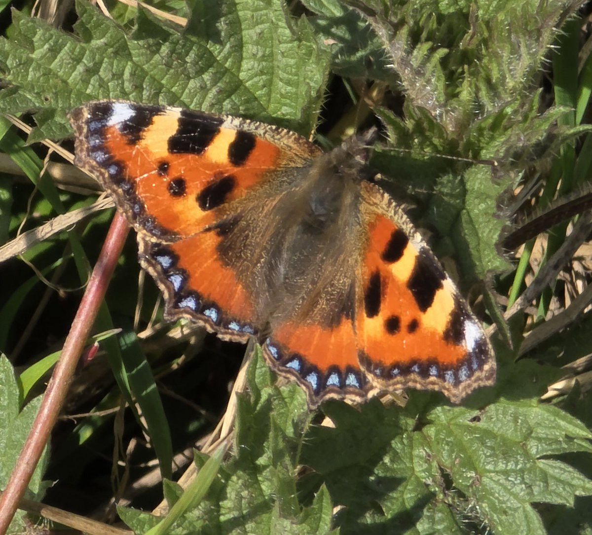 respecting nature tweet media