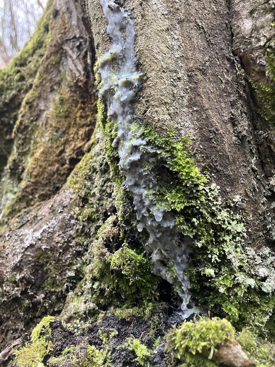 raccoon 🦝🧷Ⓐ🍄 tweet media