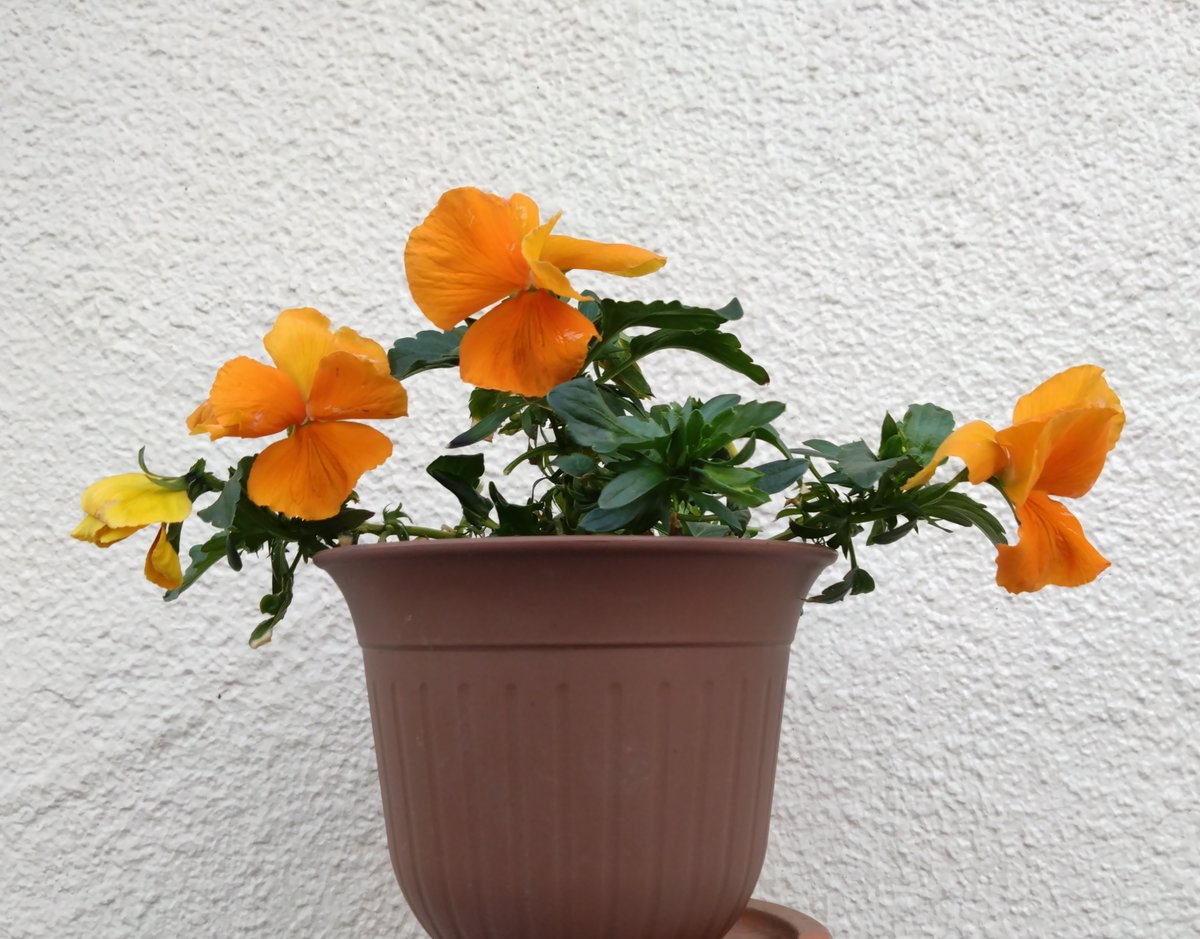 ソロ花活 tweet media