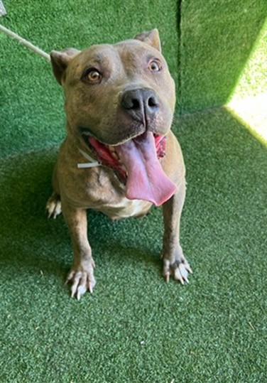 LancasterAnimalShelt tweet media