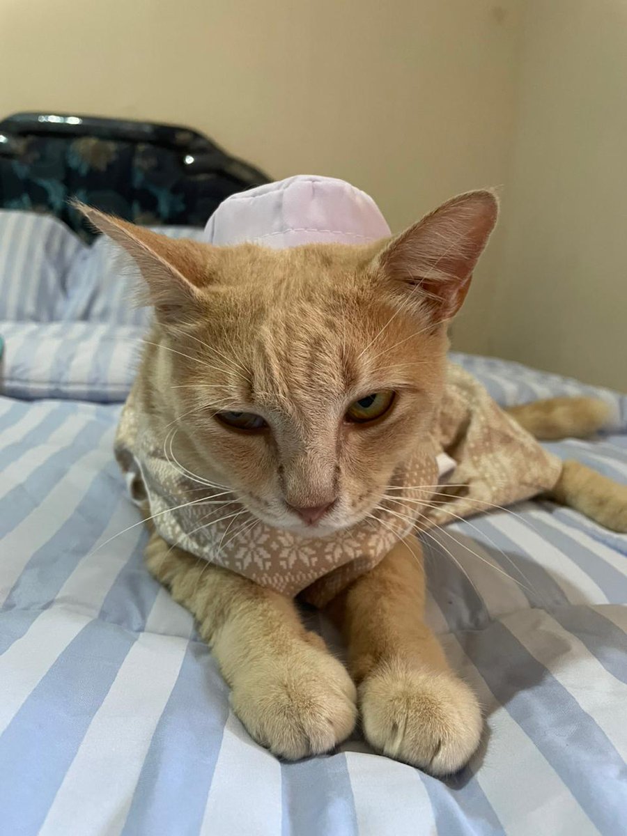 Dombaemon 🤡🐑 tweet media