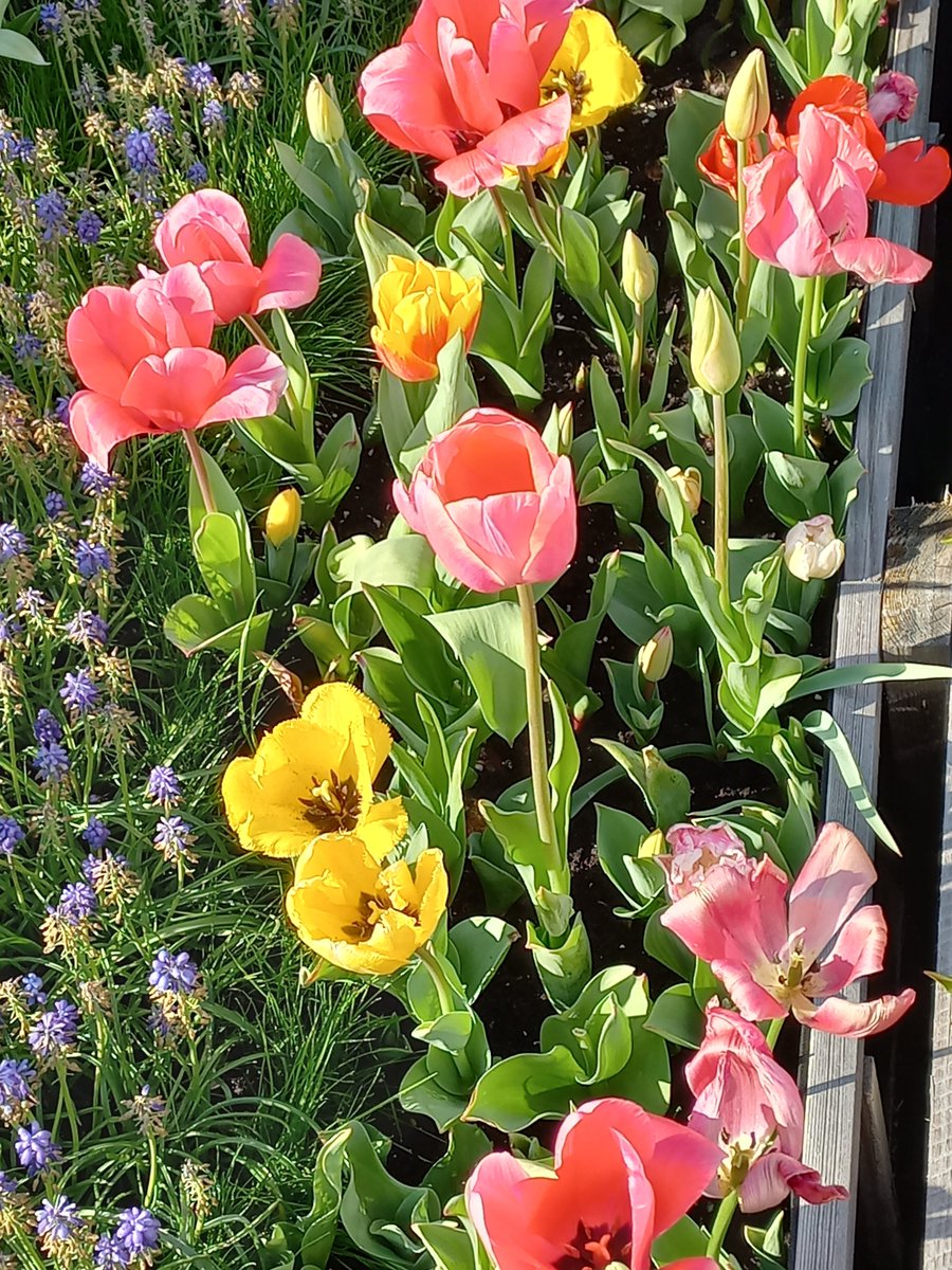 Luis Soravilla tweet media