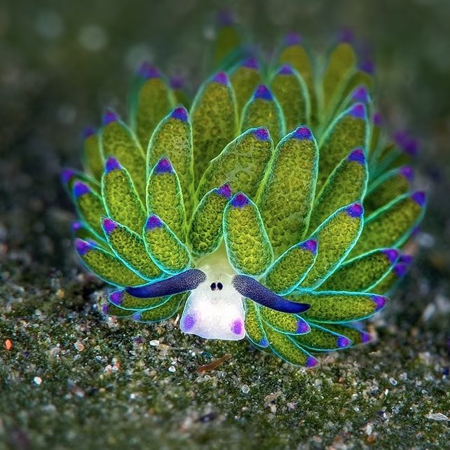 1MinuteAnimals's tweet photo. This tiny “sheep” lives underwater.

The leaf sheep is a sea slug that can use sunlight to produce energy, just like a plant. https://t.co/YqxfLpGjhX