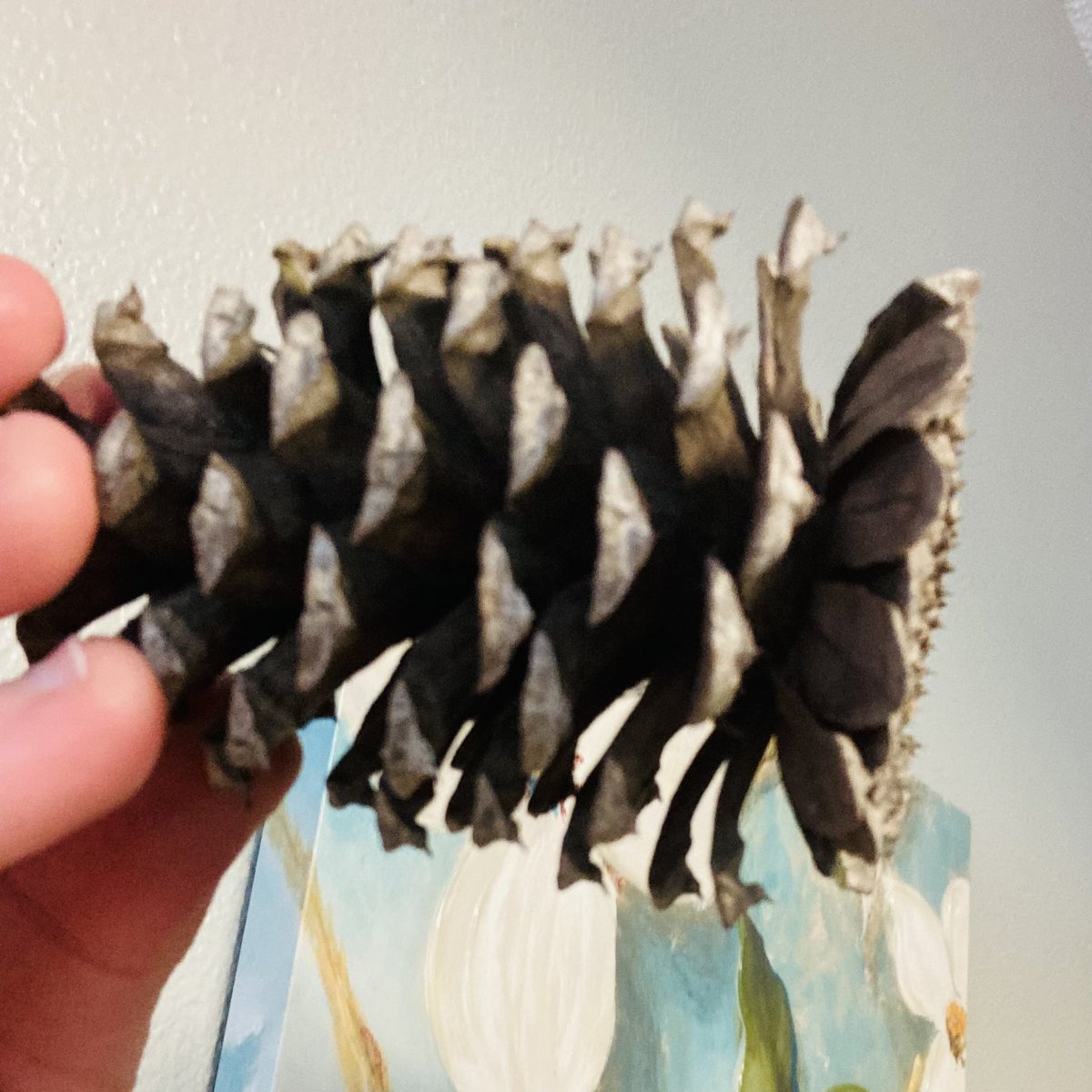 BasilSimeon's tweet photo. Pinecone didn’t open all the way up https://t.co/OcWLinGPwT