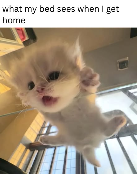 Posts Of Kittens🐾 tweet media