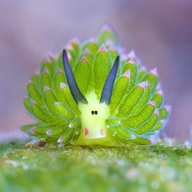 1MinuteAnimals's tweet photo. This tiny “sheep” lives underwater.

The leaf sheep is a sea slug that can use sunlight to produce energy, just like a plant. https://t.co/YqxfLpGjhX