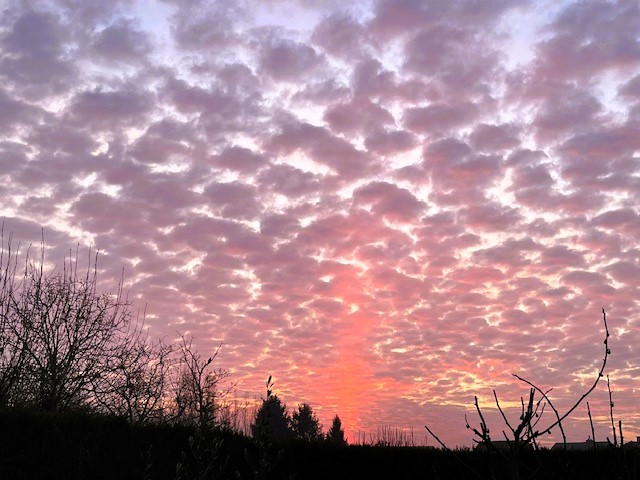 angele van steendam tweet media