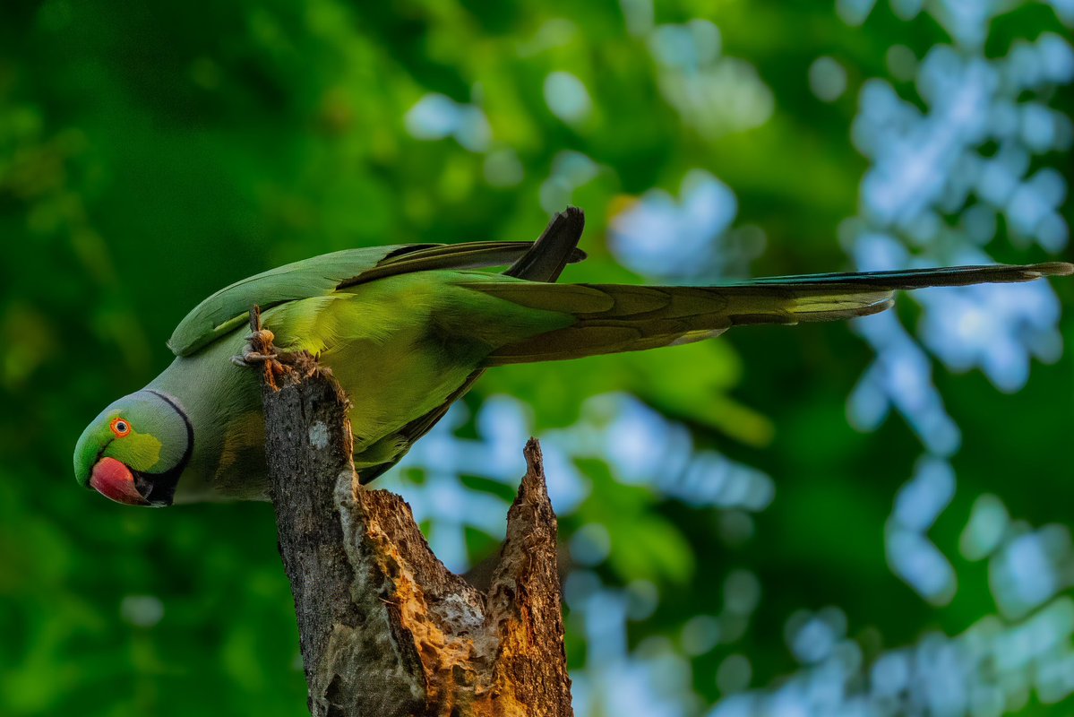 Aniket 🏳️‍🌈🏳️‍⚧️(he/him) tweet media