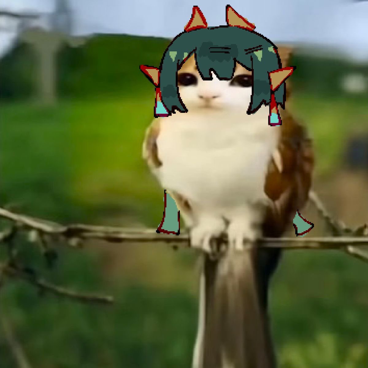 Cofre Lujoso tweet media