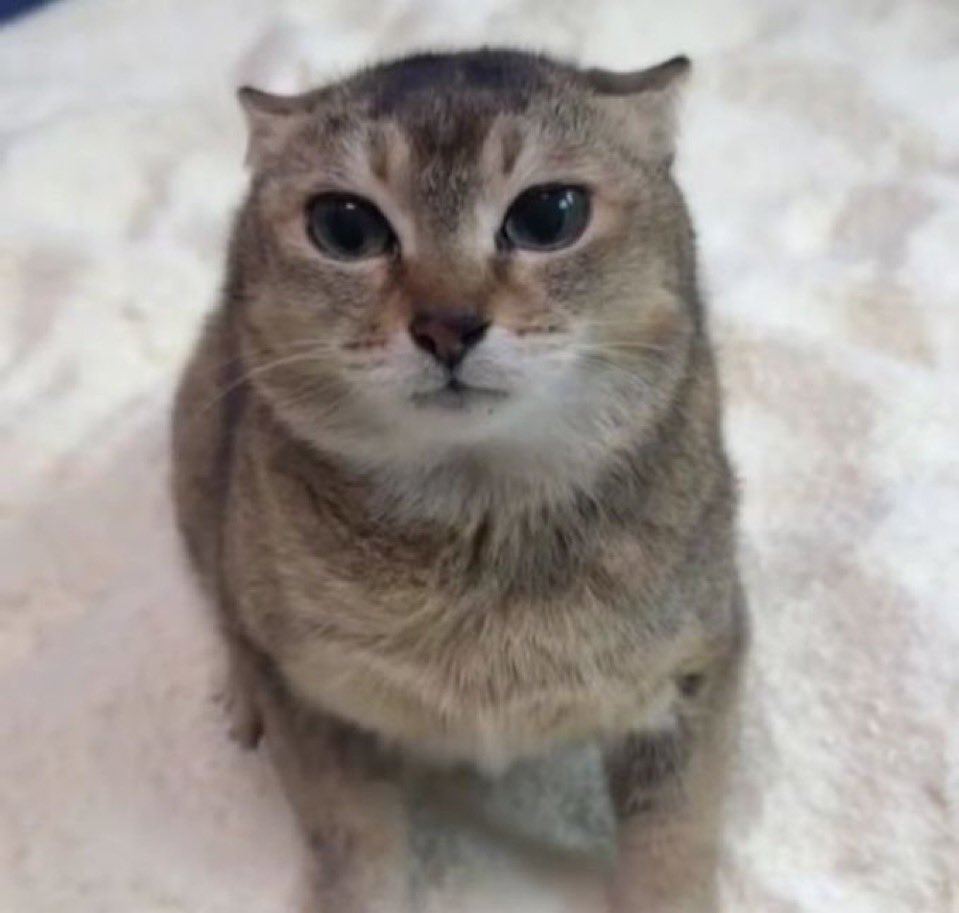 Cofre Lujoso tweet media