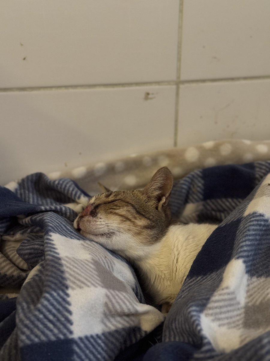 はなもも(hanamomo) tweet media