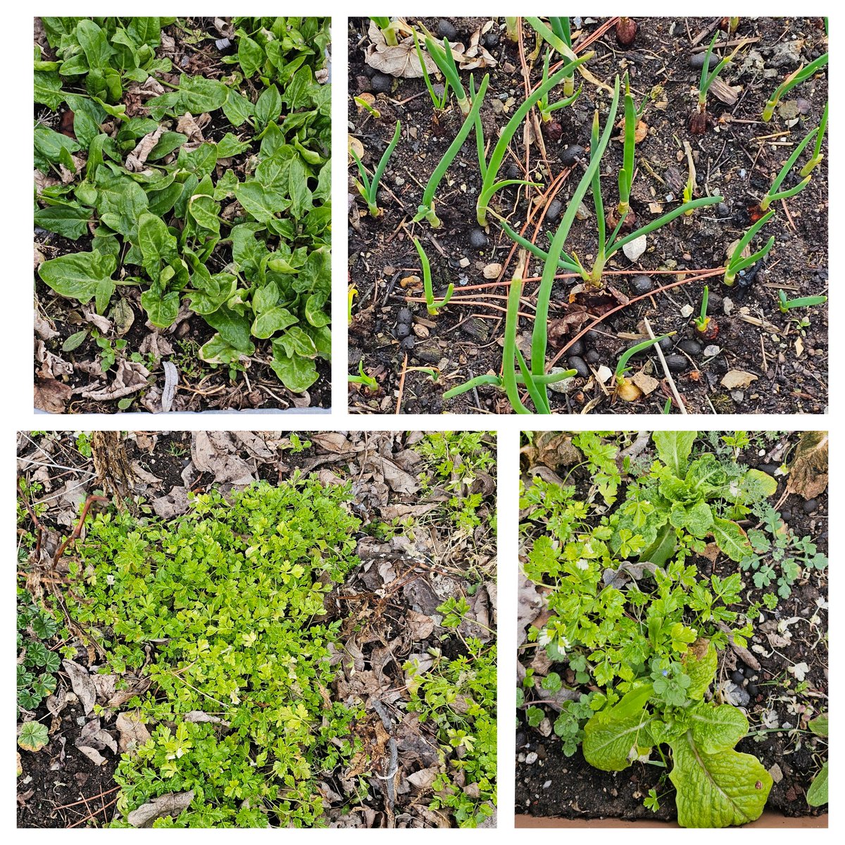 Prof. Dr. İrfan Serdar Arda tweet media