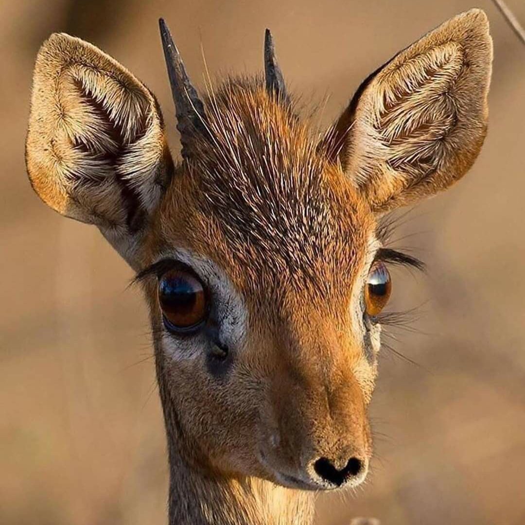 1MinuteAnimals's tweet photo. It looks like a baby deer… but it’s fully grown.

The dik-dik is one of the smallest antelopes and lives in lifelong pairs. https://t.co/F6FttWmEAq