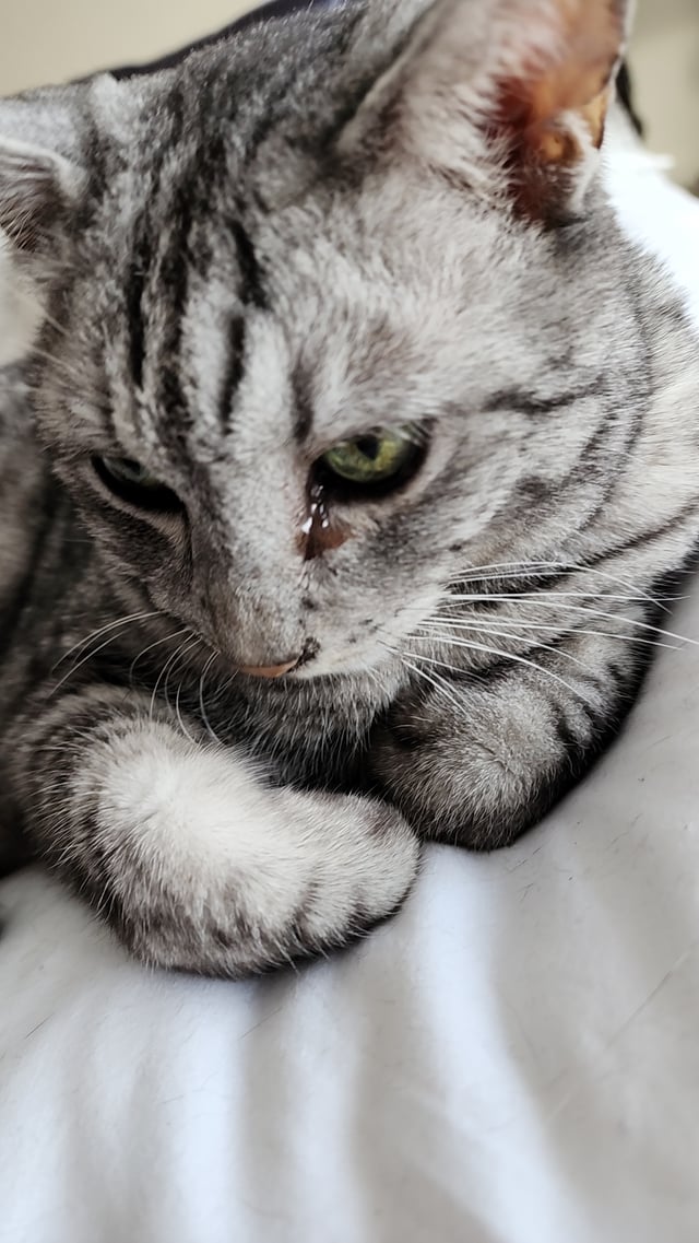 Cute Cats 🐱 tweet media