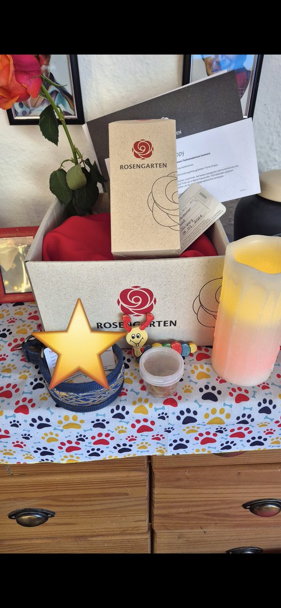 Simone Kalkbrenner 🍄🐕🍄🌺 tweet media