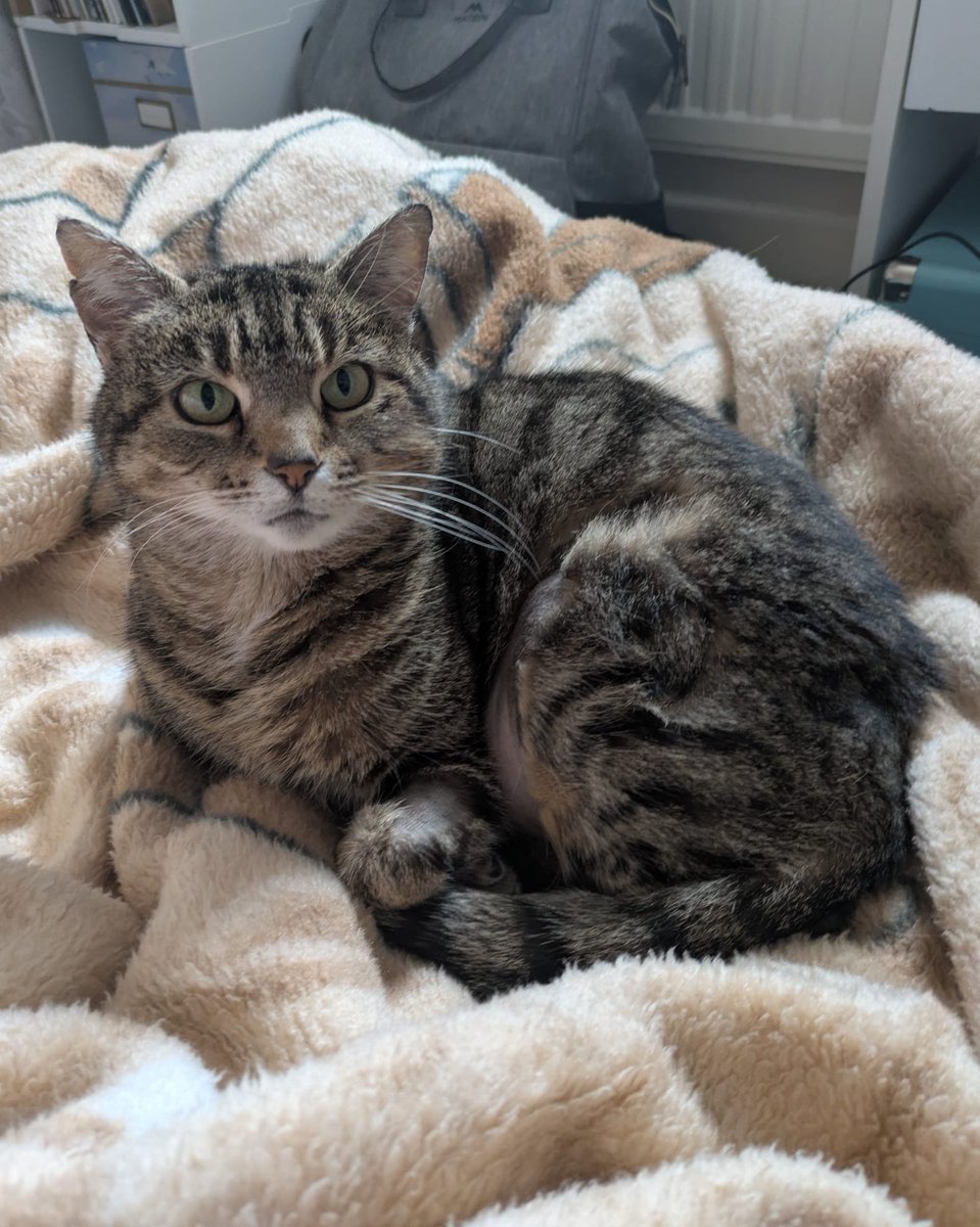 Blue Cross UK tweet media