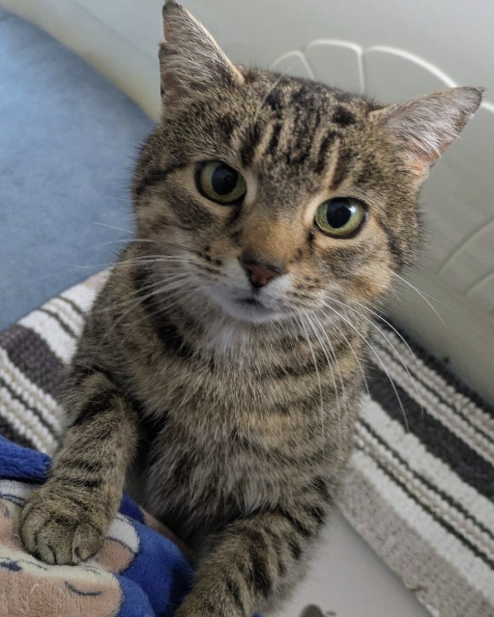 Blue Cross UK tweet media