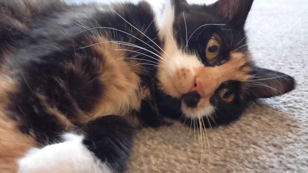 Karen Hall tweet media