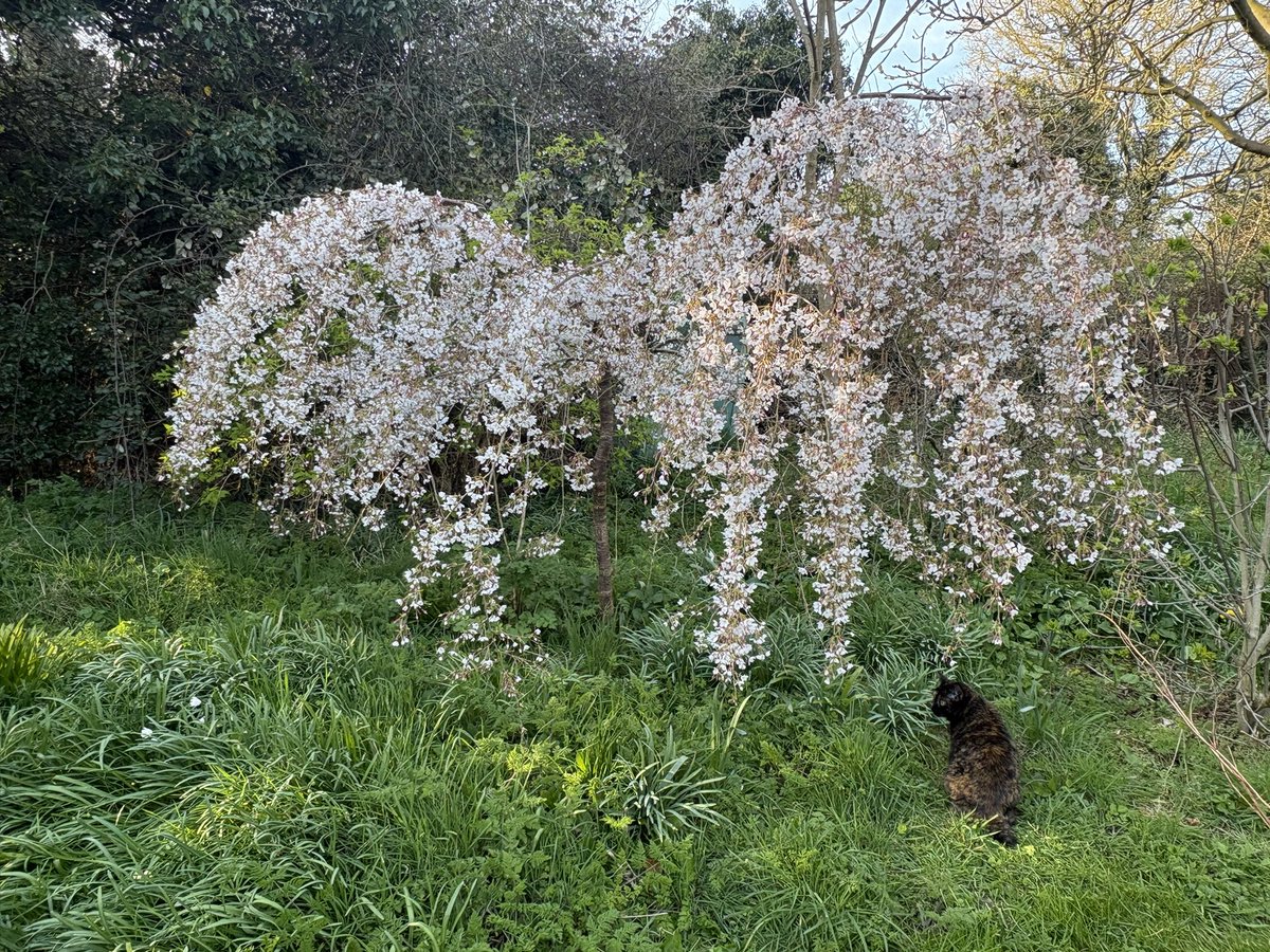 alison levey 🐝🌱🌺 tweet media