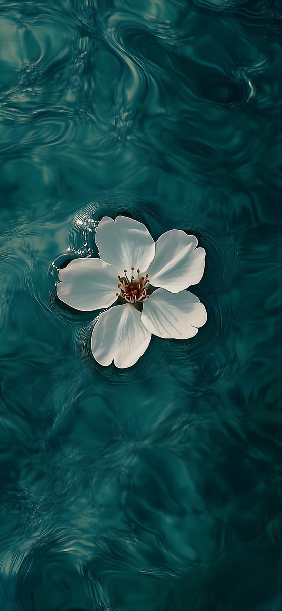 Ashin HARILAL tweet media