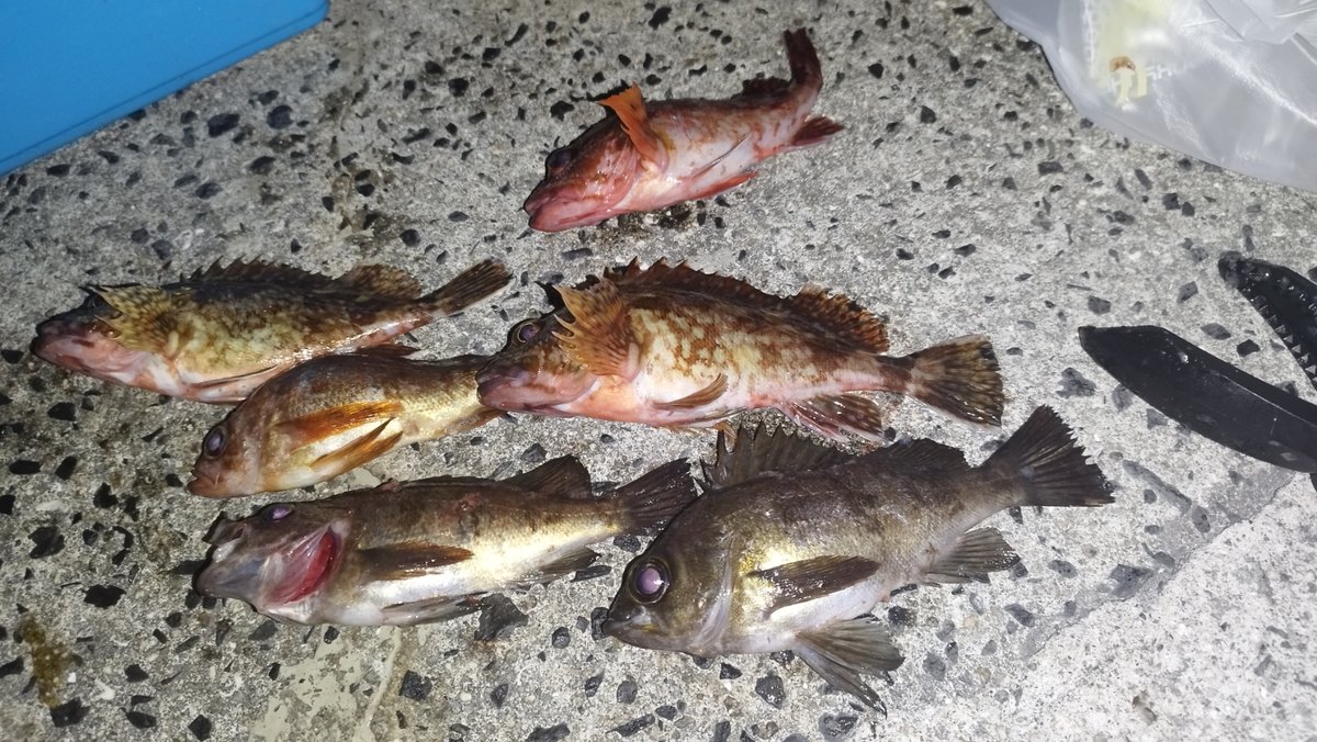 文次＠タフト垢 tweet media