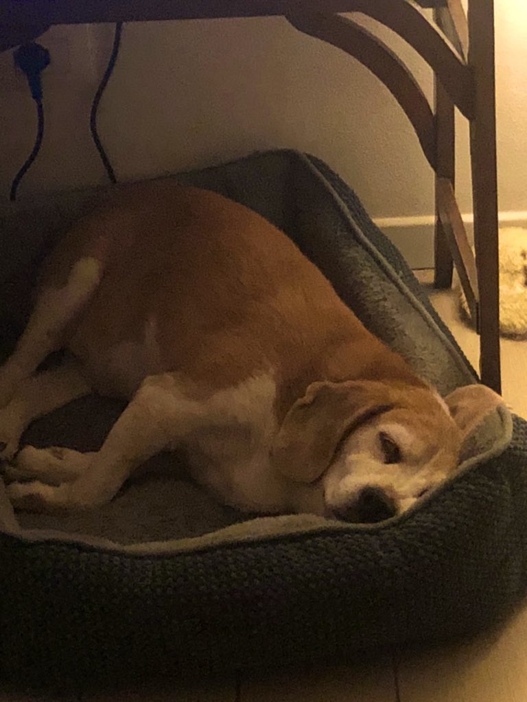 Contessa CaniStracci - Outstanding D612 💜⚜️ tweet media