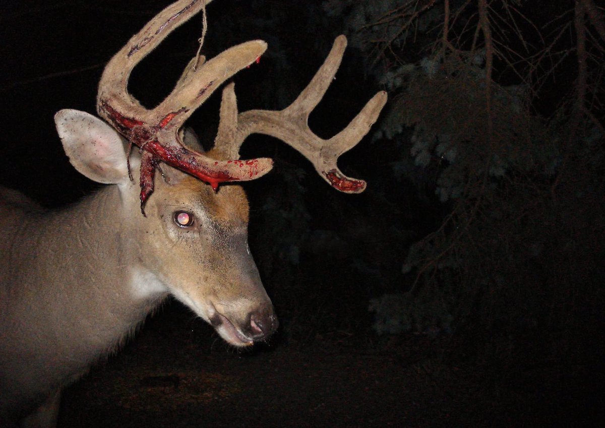 trailcam tweet media