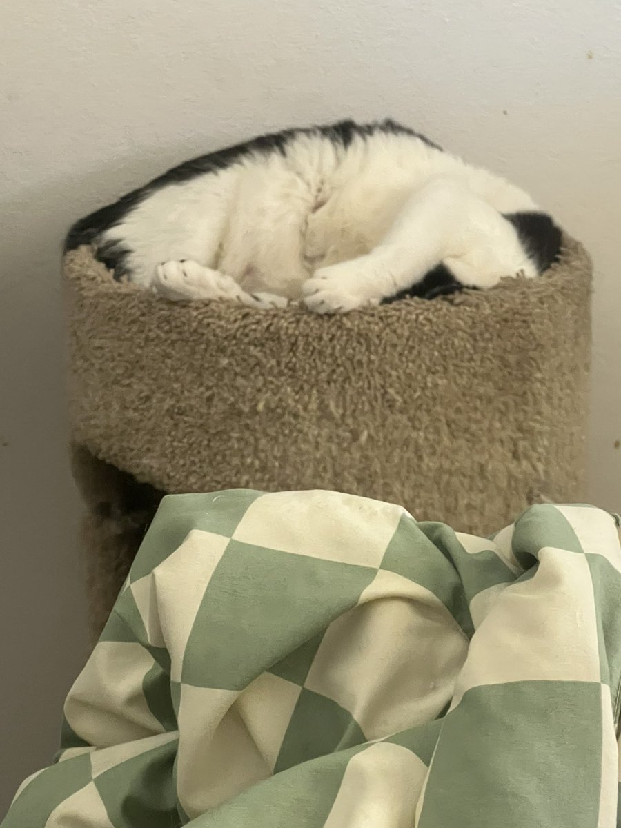 Snoopy 🍉 | Jasper 🕊️🤍 tweet media