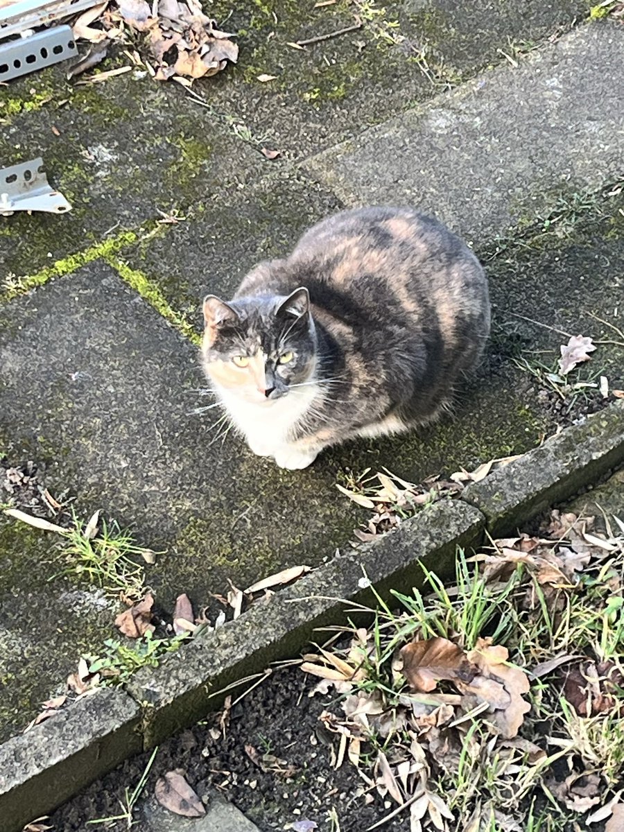 totally normal Tikki tweet media