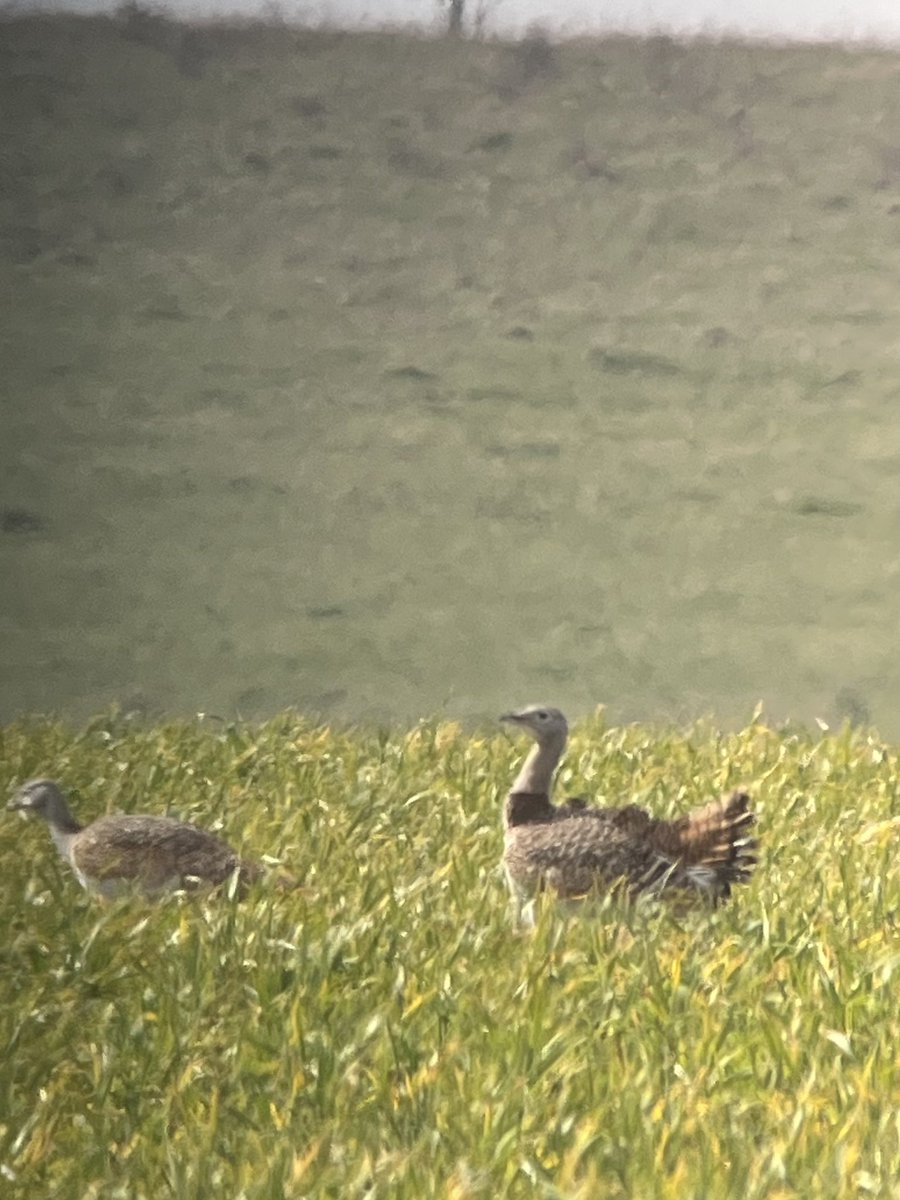 Glen Maddison tweet media