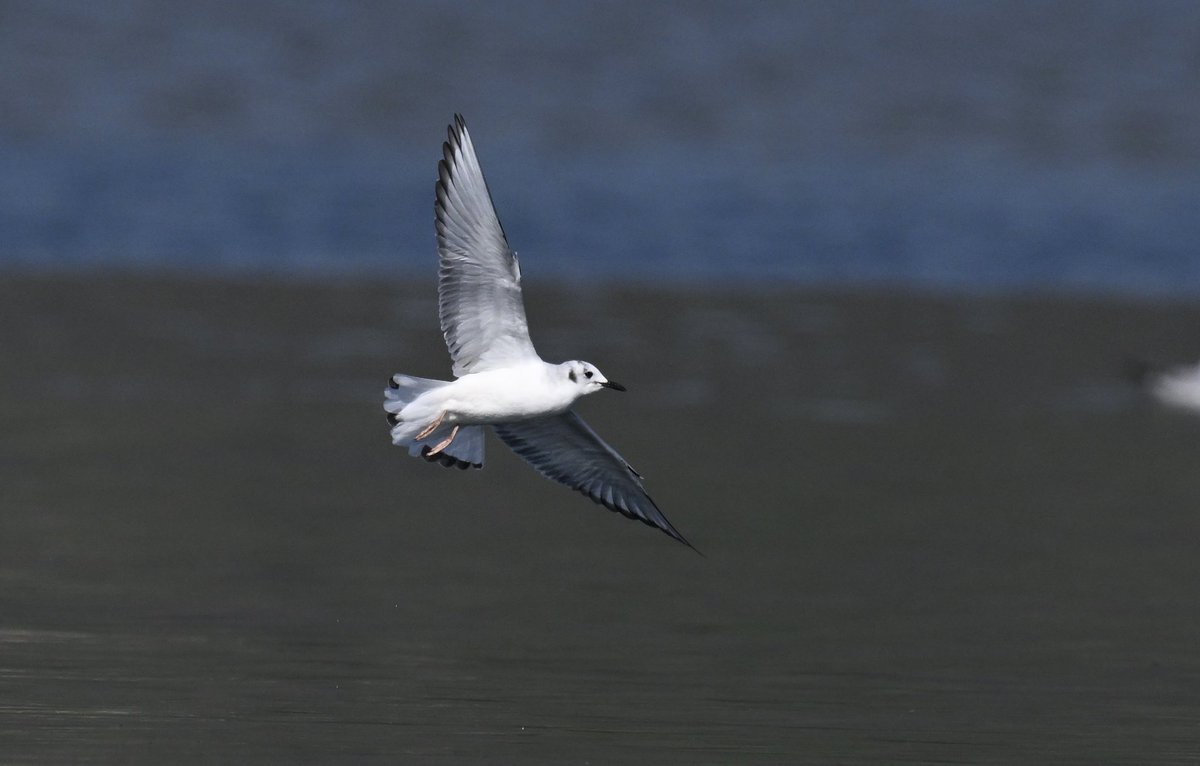 Bri Thompson tweet media