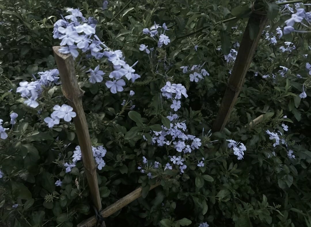 舂风🌸 tweet media