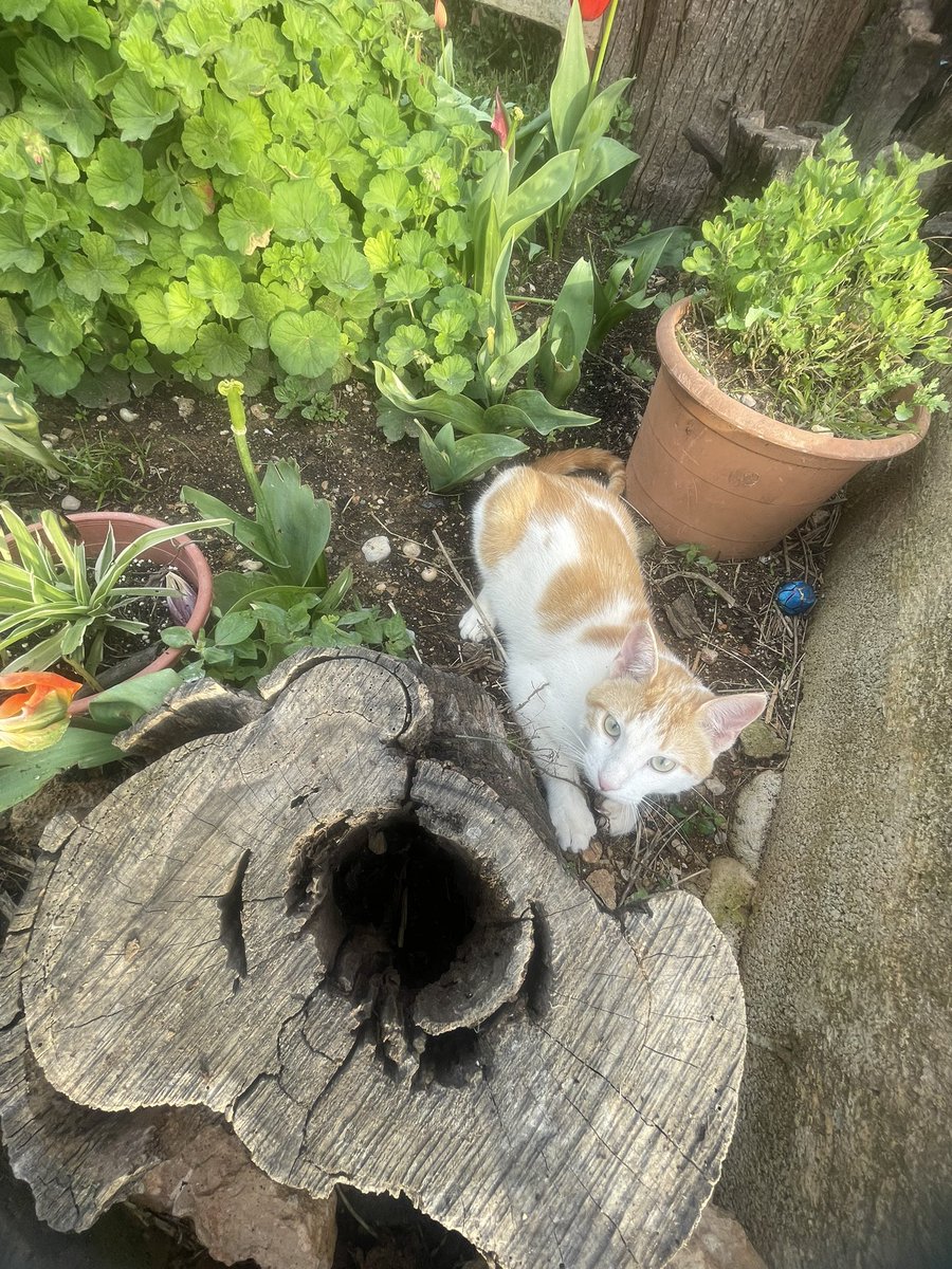 Laqueparletortosí. tweet media