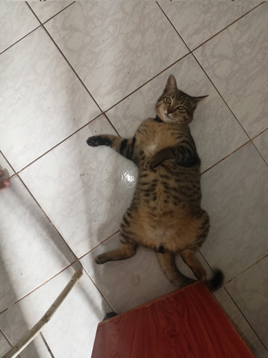 ✞︎𓁹_Neena_ت︎༒︎/ คนไทย 🍉 tweet media