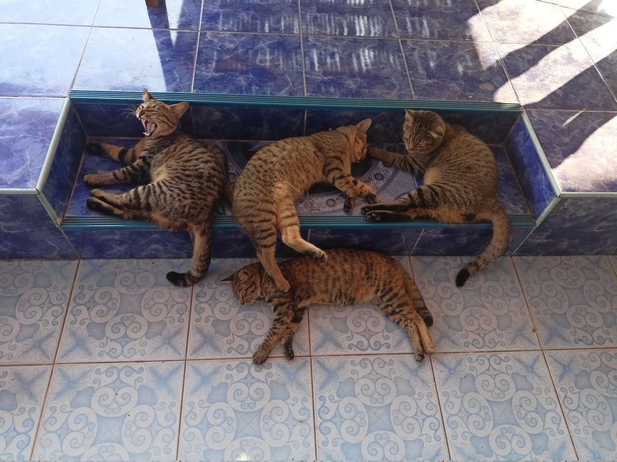 ✞︎𓁹_Neena_ت︎༒︎/ คนไทย 🍉 tweet media