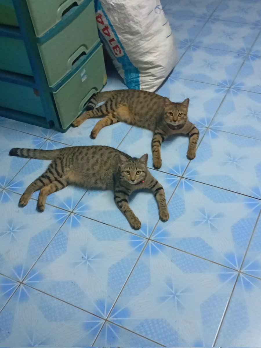 ✞︎𓁹_Neena_ت︎༒︎/ คนไทย 🍉 tweet media