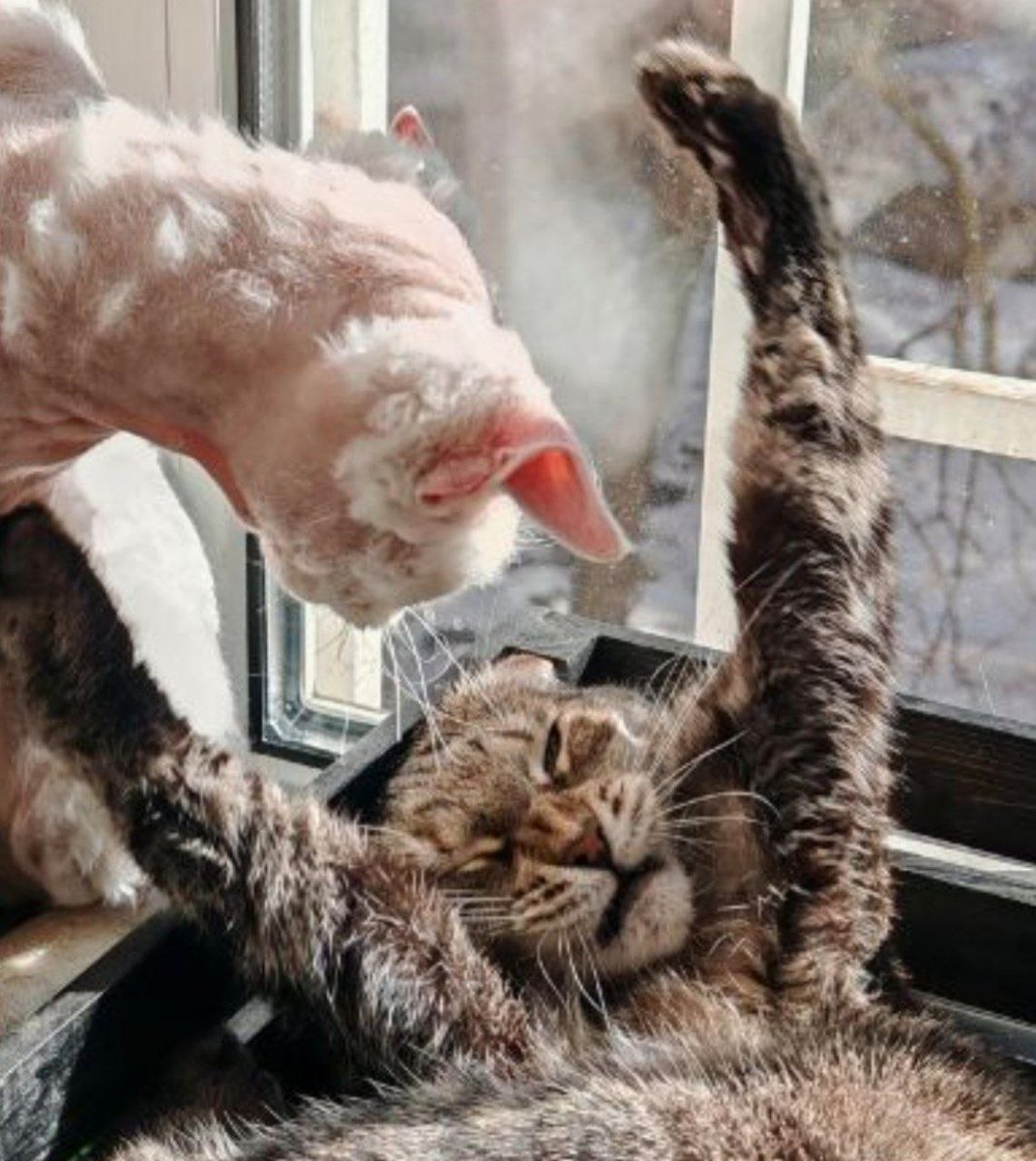 Nikita RØ tweet media