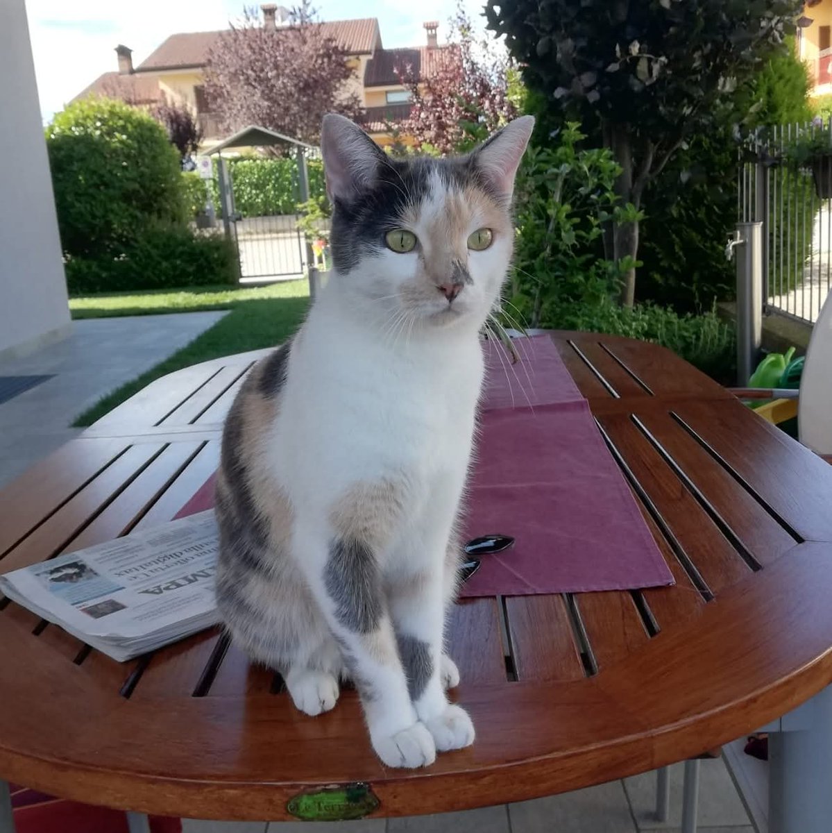 Tiziana Allasia tweet media