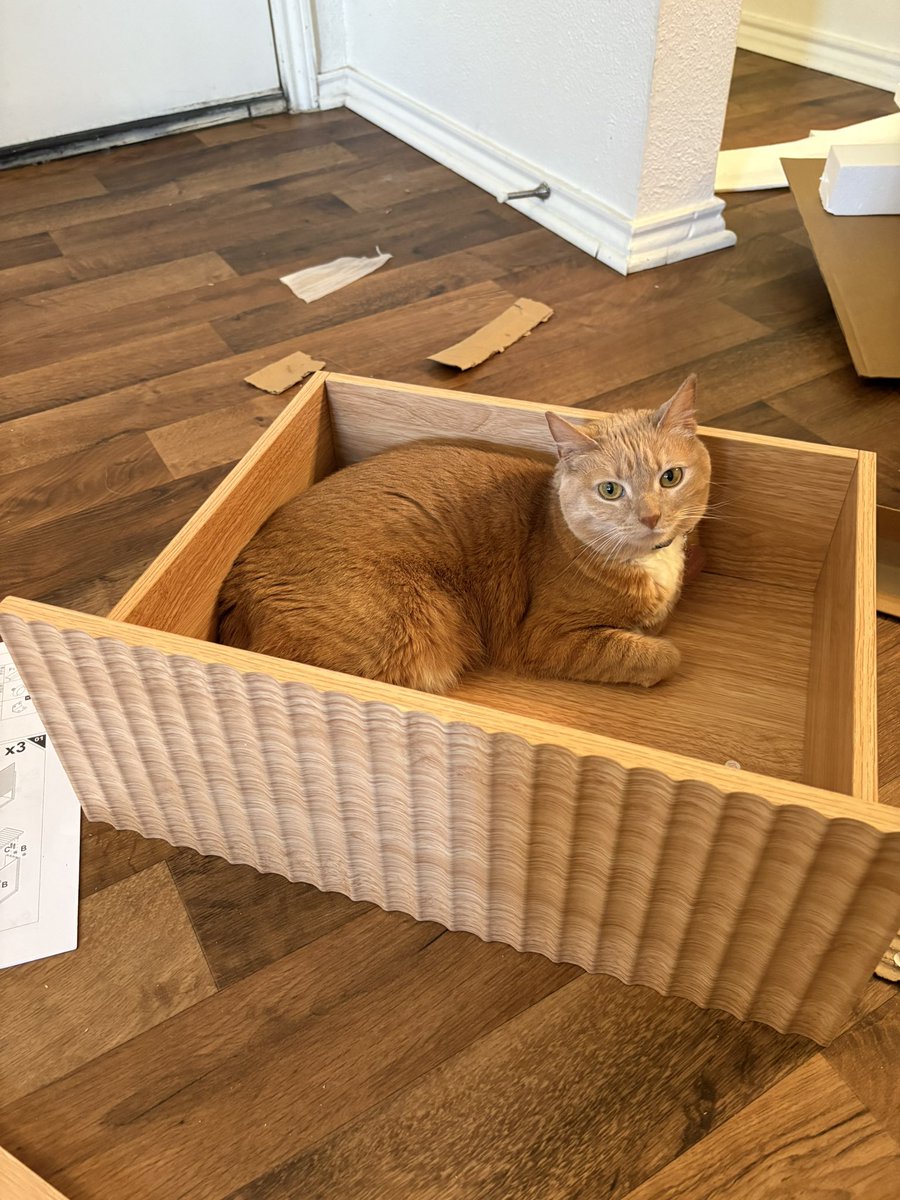 cheeto the orange girl 🧡✨ | 🤍 bonkers tweet media