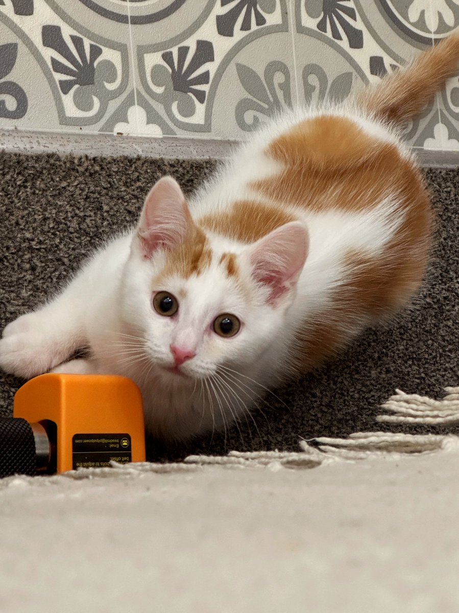 🎨 TORE & CHILI 🐈 tweet media