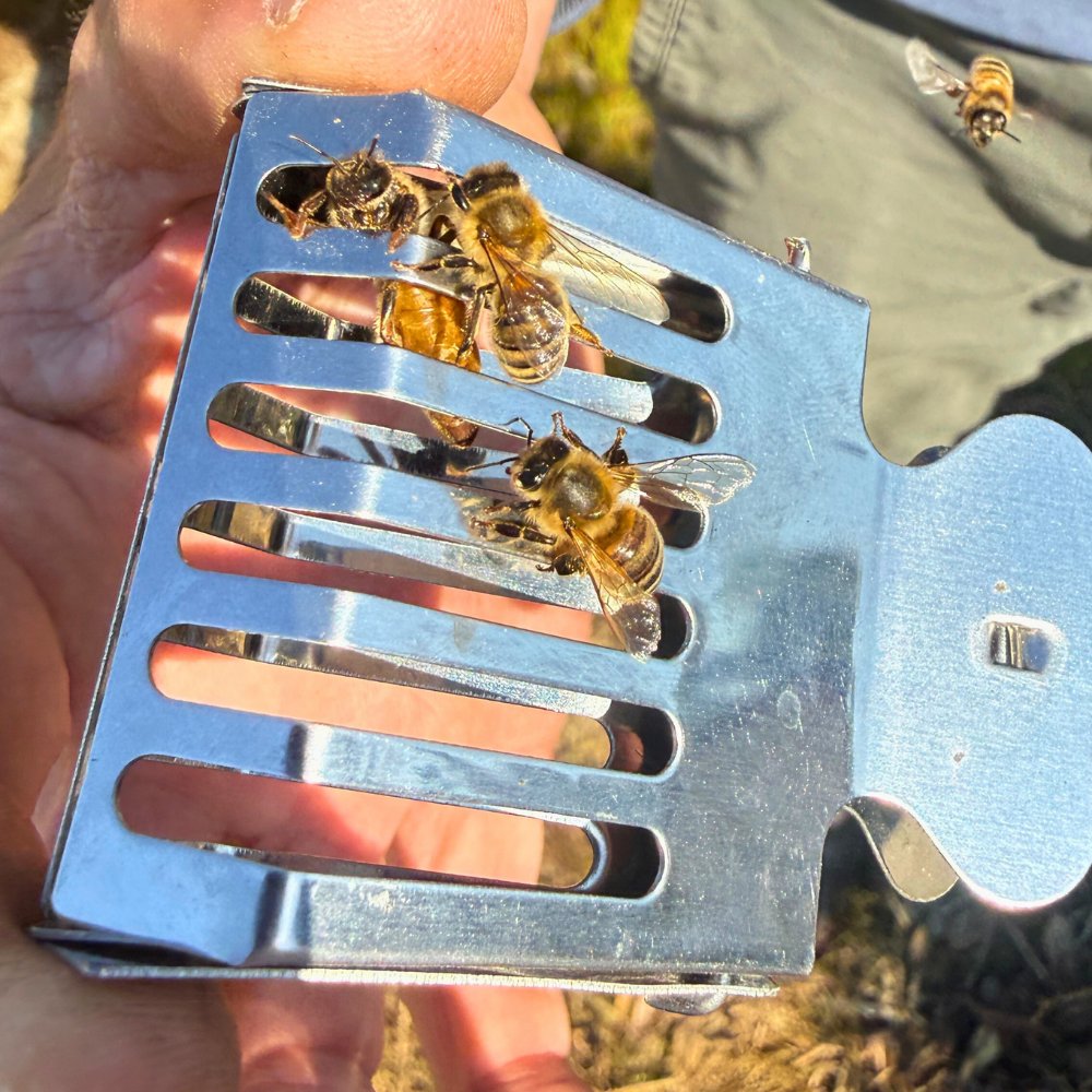 Foxhound Bee Company tweet media