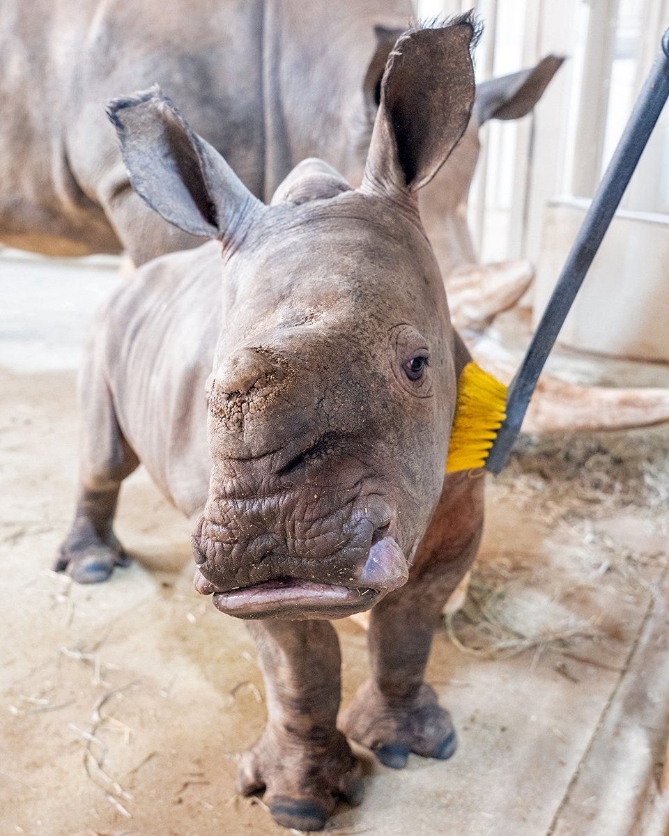 RollingHillsZoo tweet media