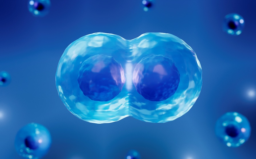 PNASNews's tweet image. Opinion piece: The #FDA must regulate #StemCell therapies to mitigate risks to patients and the public. In PNAS Front Matter: ow.ly/ZgaT50Ywt8j

#StemCellTherapy #HHS #Evidence-basedMedicine #AdultStemCells #EmbryonicStemCells